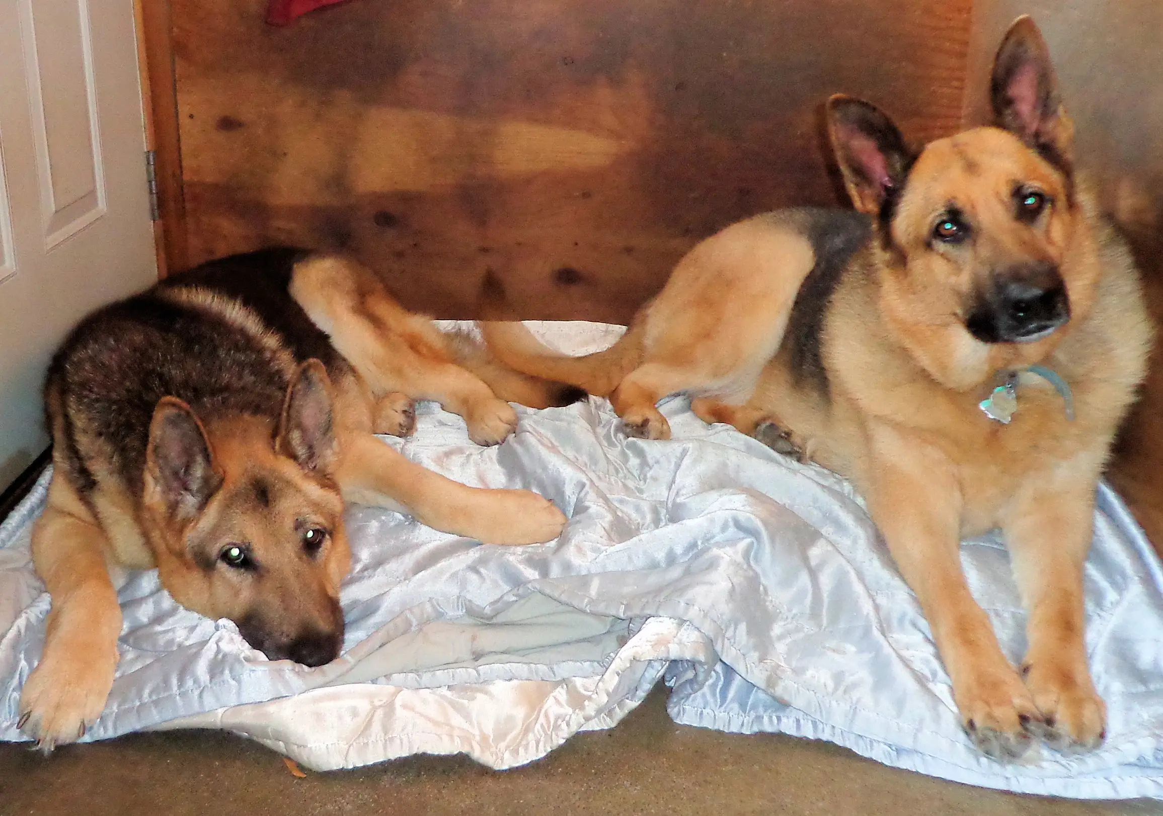 Diseases of German Shepherds