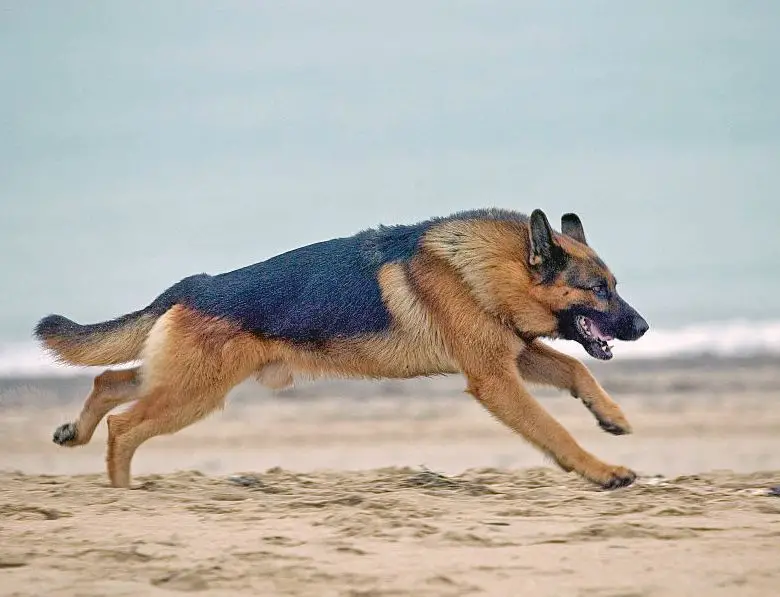Diseases of German Shepherds