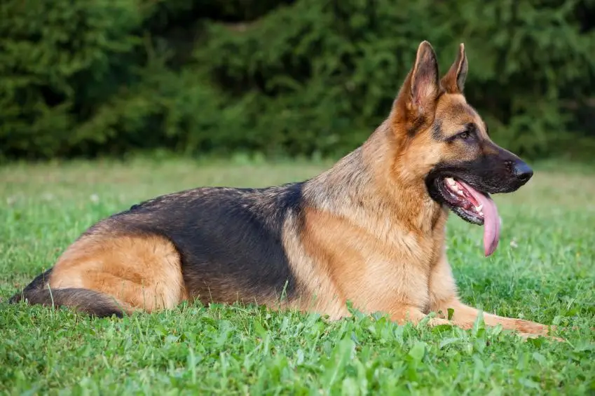 Diseases of German Shepherds