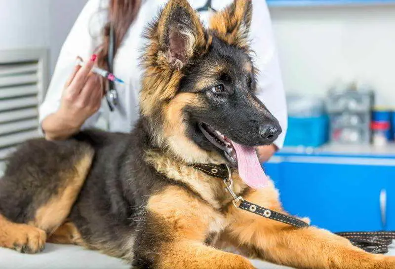 Diseases of German Shepherds