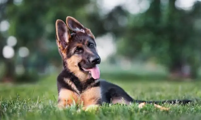 Diseases of German Shepherds