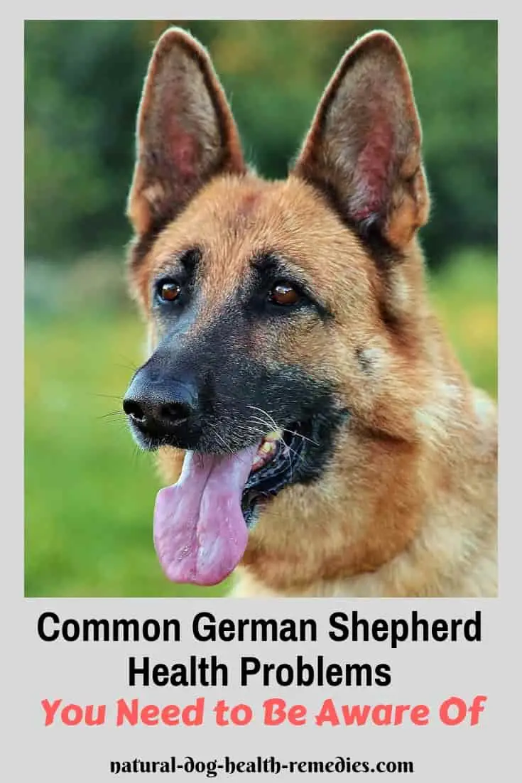 Diseases of German Shepherds