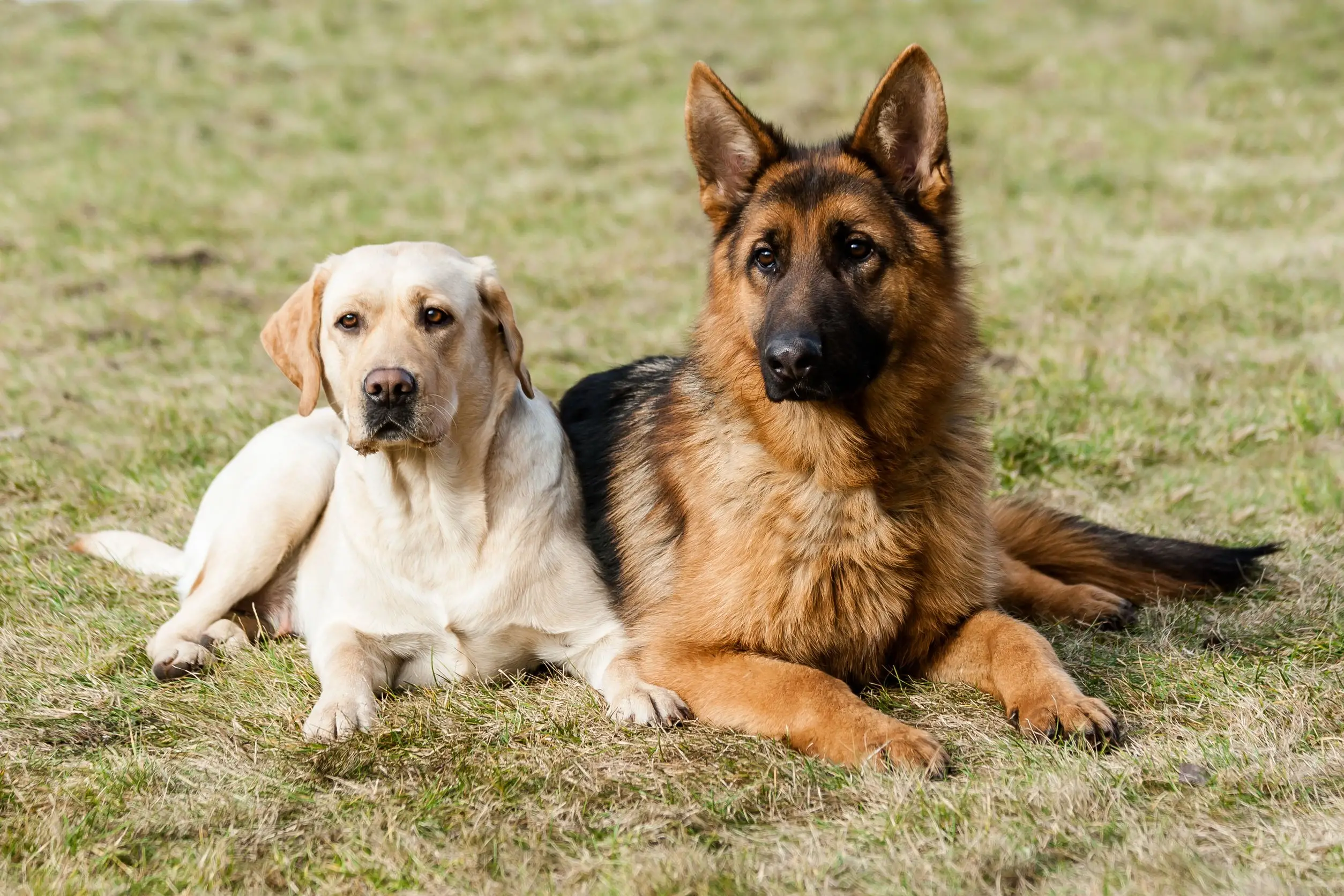 Diseases of German Shepherds