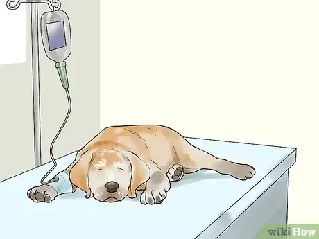 Understanding Chronic Liver Disease in Dogs A Comprehensive Guide for Pet Owners