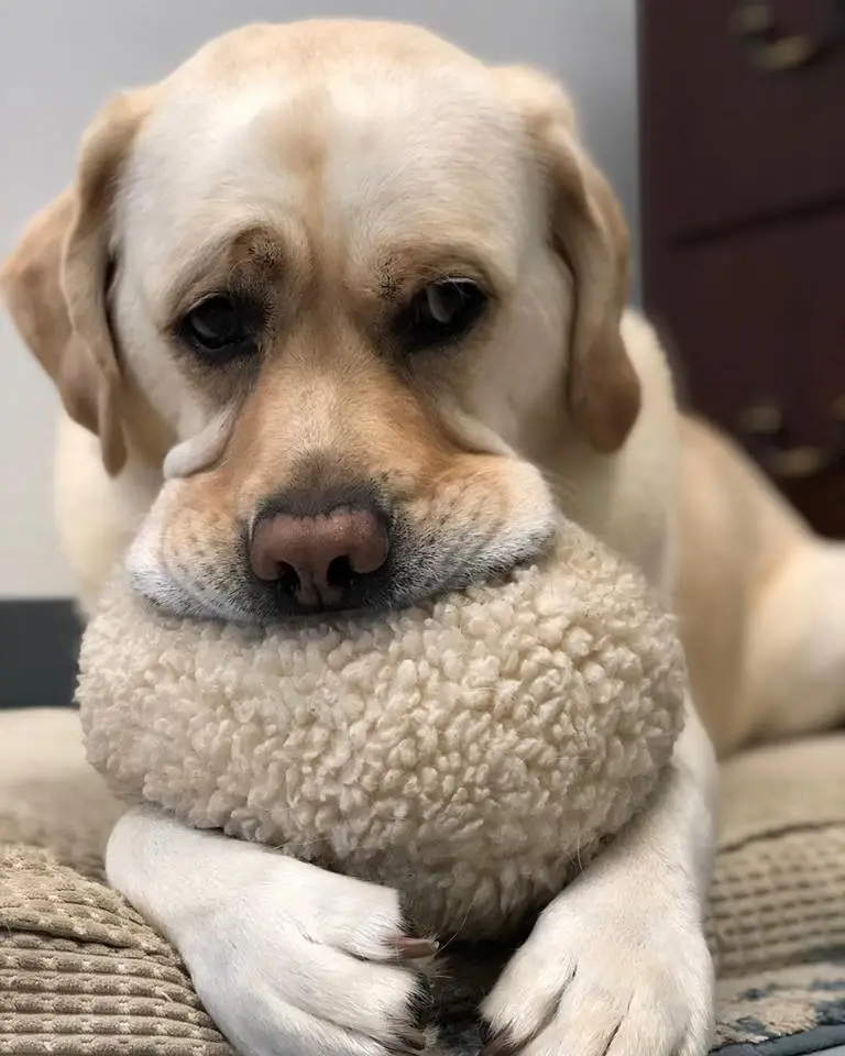 Understanding Chronic Liver Disease in Dogs A Comprehensive Guide for Pet Owners