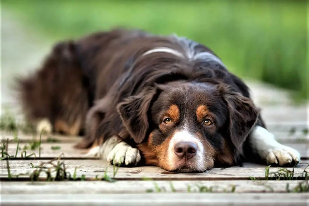 Understanding Chronic Liver Disease in Dogs A Comprehensive Guide for Pet Owners