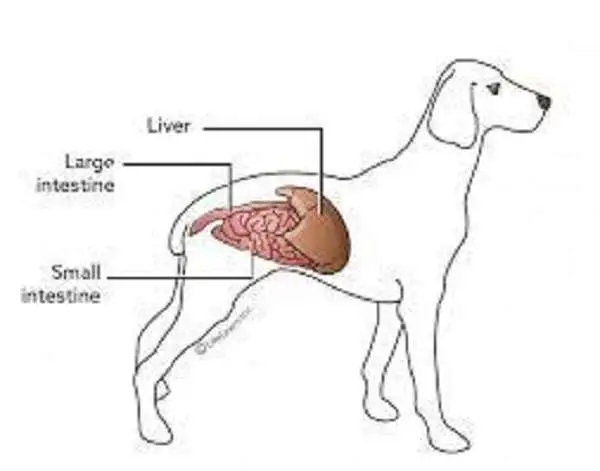 Understanding Chronic Liver Disease in Dogs A Comprehensive Guide for Pet Owners