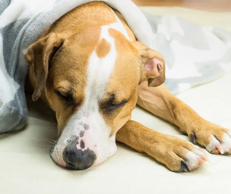 Understanding Chronic Liver Disease in Dogs A Comprehensive Guide for Pet Owners