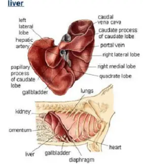 Understanding Chronic Liver Disease in Dogs A Comprehensive Guide for Pet Owners