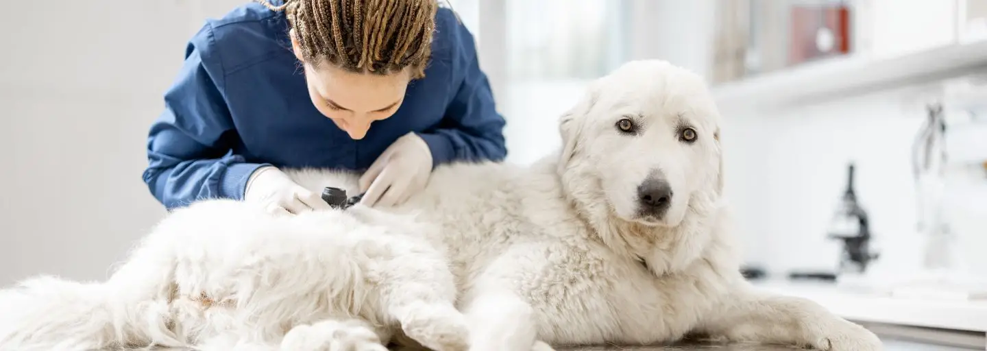 Unraveling the Complexities of Canine Skin Diseases A Comprehensive Guide