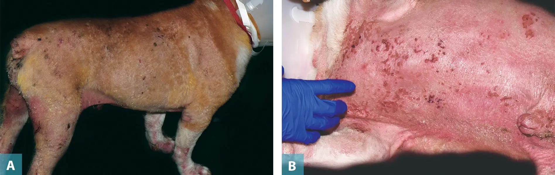 Unraveling the Complexities of Canine Skin Diseases A Comprehensive Guide