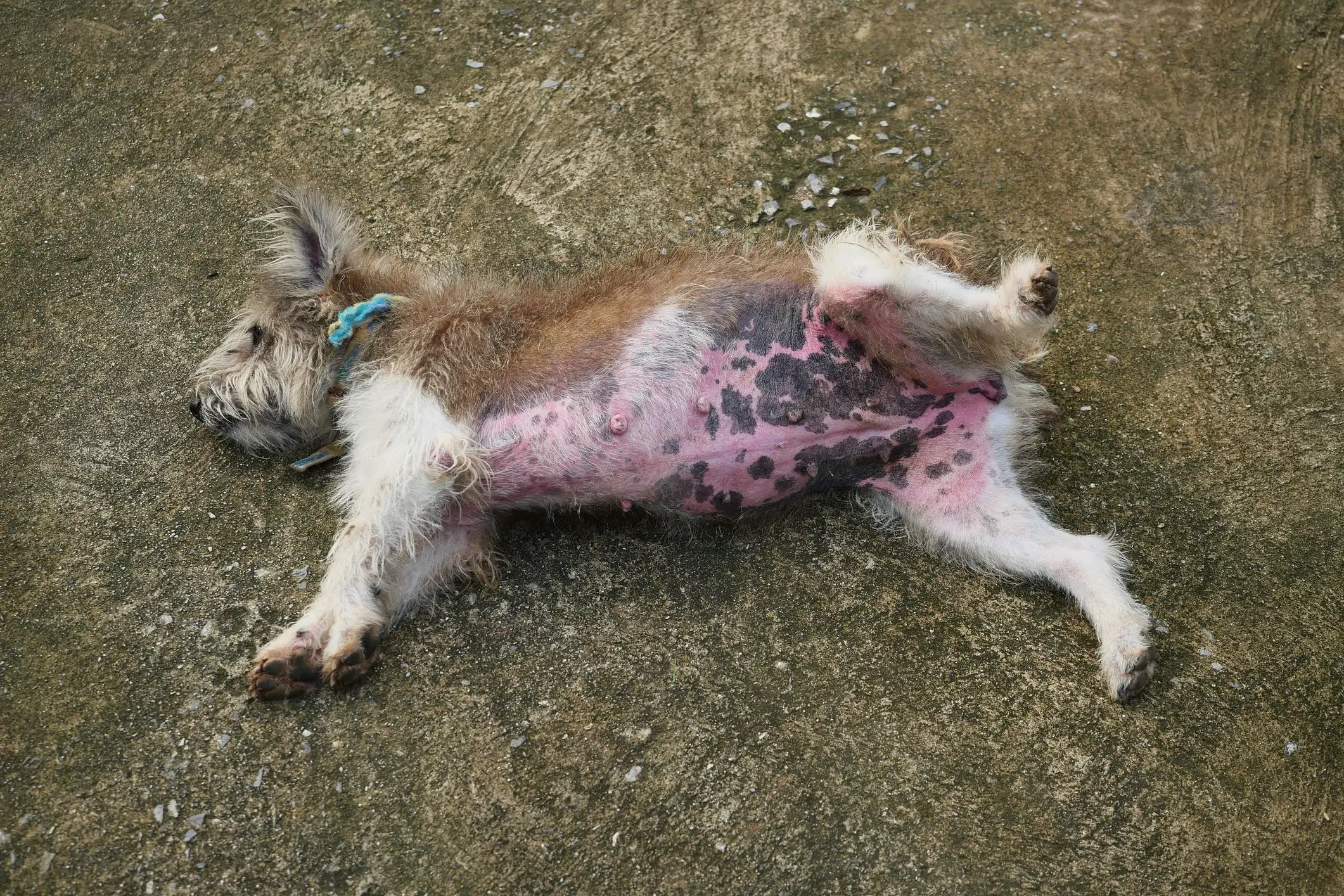 Unraveling the Complexities of Canine Skin Diseases A Comprehensive Guide
