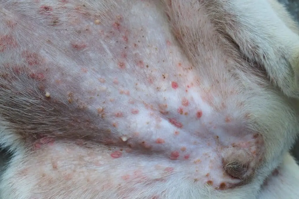 Unraveling the Complexities of Canine Skin Diseases A Comprehensive Guide
