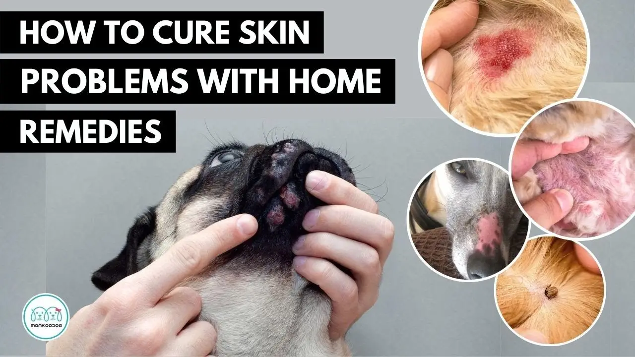 Unraveling the Complexities of Canine Skin Diseases A Comprehensive Guide
