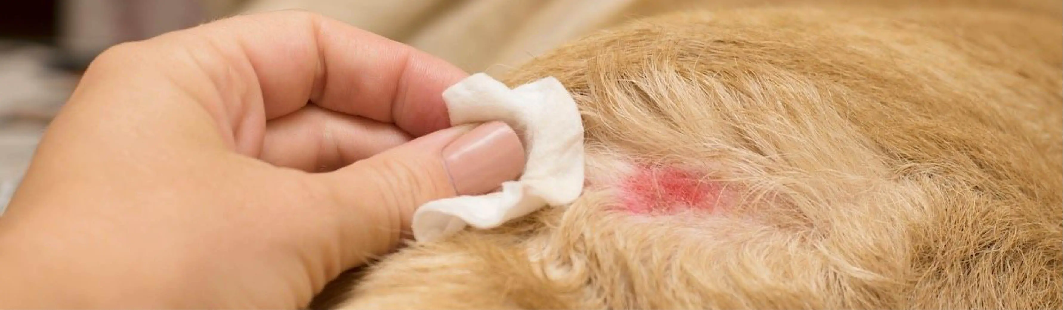 Unraveling the Complexities of Canine Skin Diseases A Comprehensive Guide