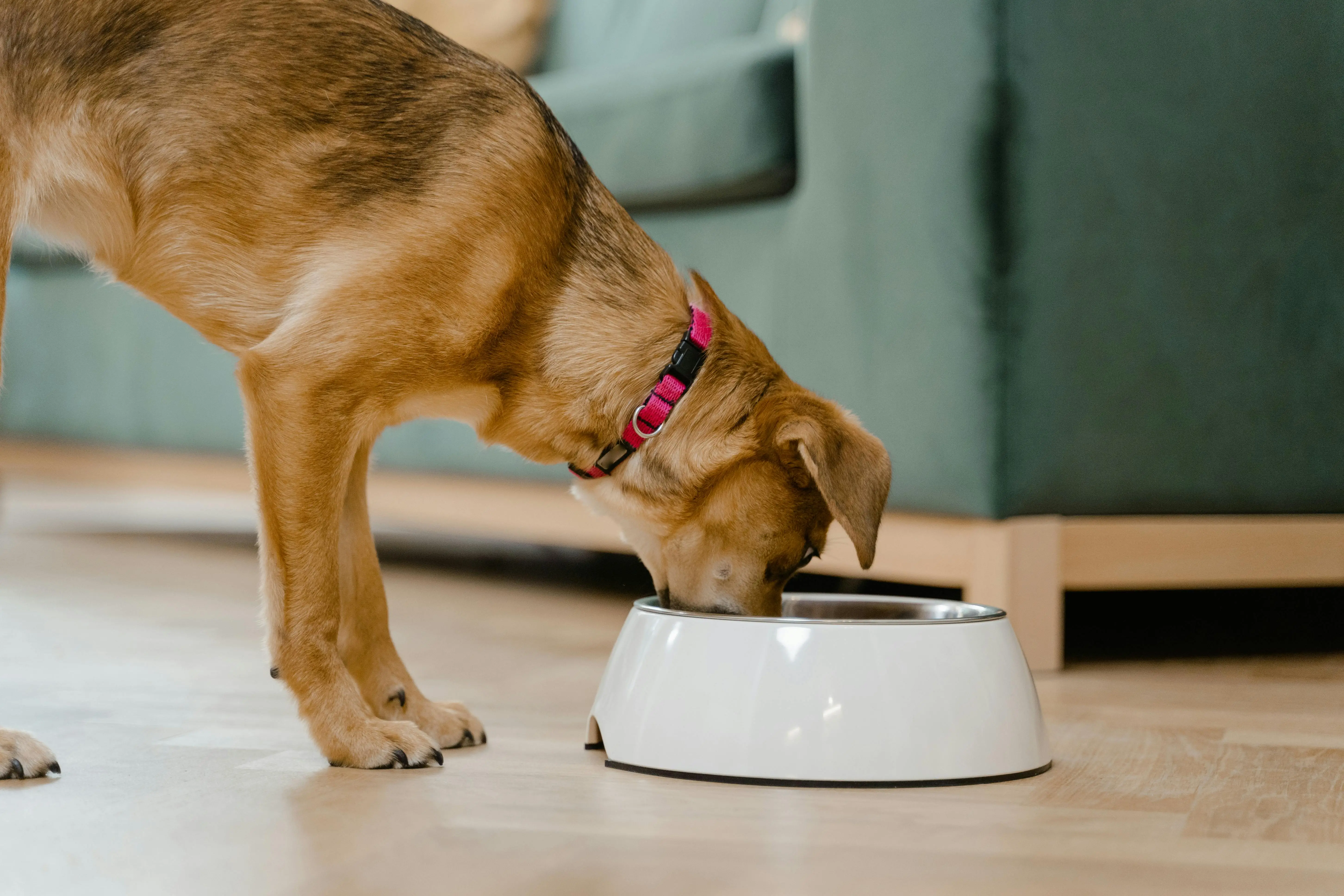 Understanding and Addressing Your Dog