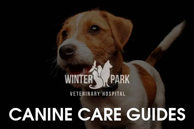 Household Toxins for Dogs