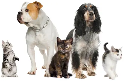 Household Toxins for Dogs