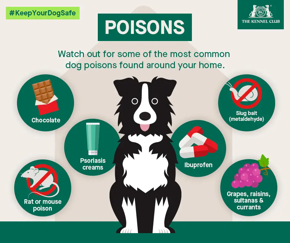 Household Toxins for Dogs