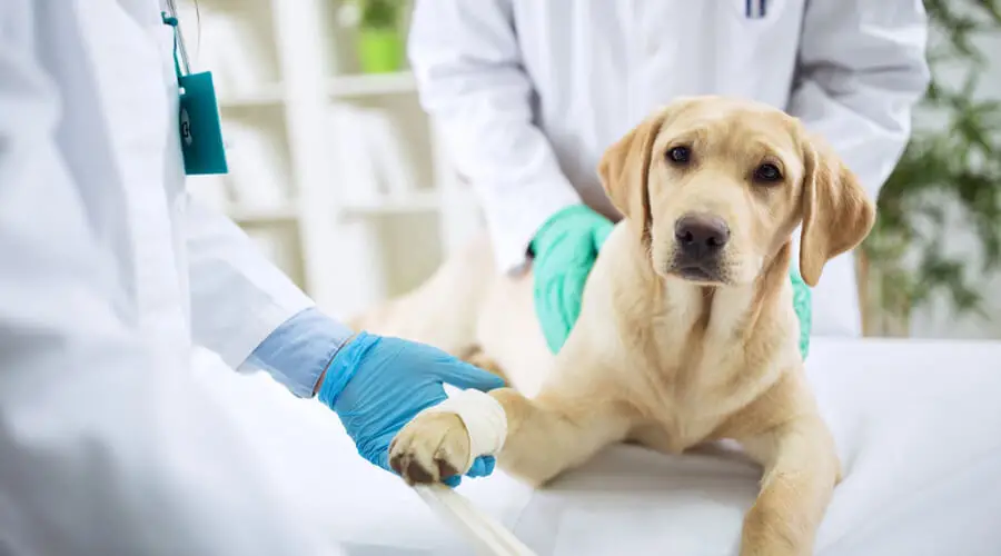 Household Toxins for Dogs