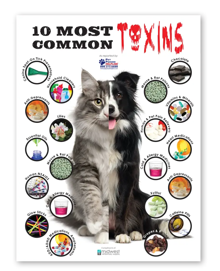 Household Toxins for Dogs