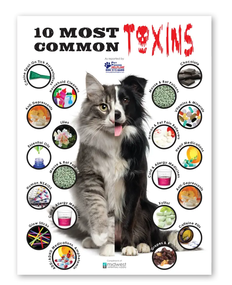 Household Toxins for Dogs