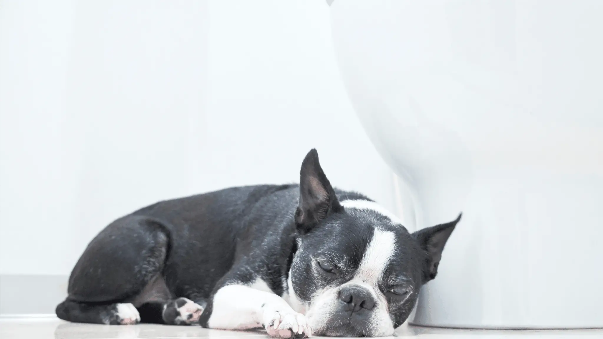 Household Toxins for Dogs
