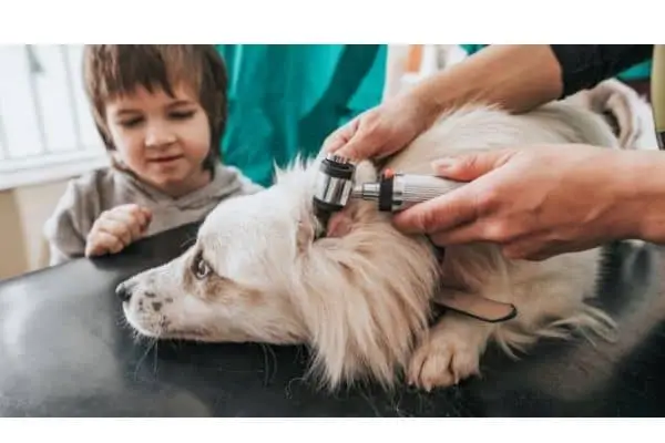 Understanding Dog Ear Mites and Over-the-Counter Treatments