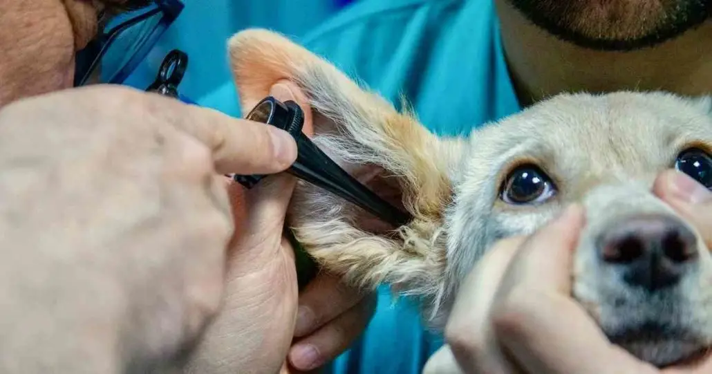 Understanding Dog Ear Mites and Over-the-Counter Treatments