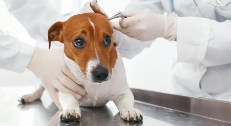 Understanding Dog Ear Mites and Over-the-Counter Treatments