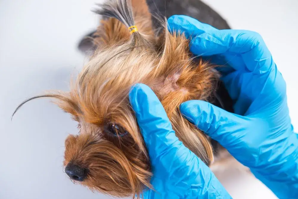 Understanding Dog Ear Mites and Over-the-Counter Treatments