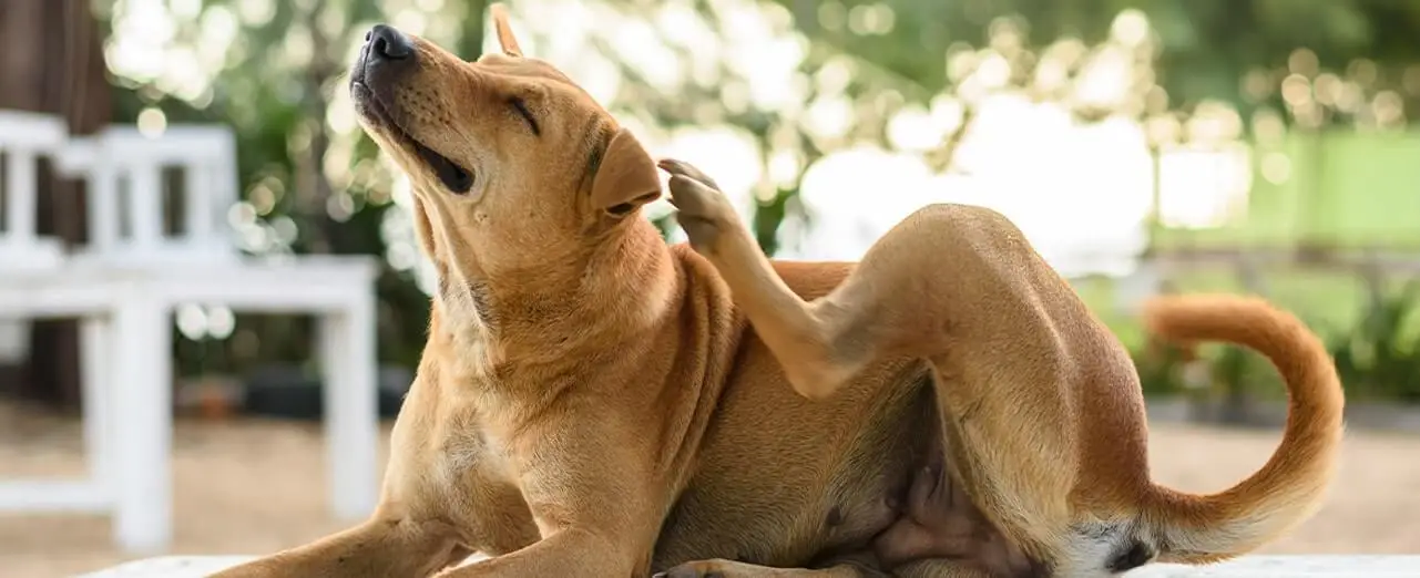 Understanding Dog Ear Mites and Over-the-Counter Treatments