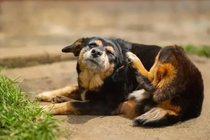 Understanding Dog Ear Mites and Over-the-Counter Treatments