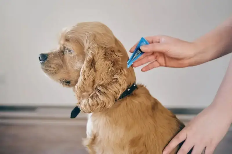 Understanding Dog Ear Mites and Over-the-Counter Treatments