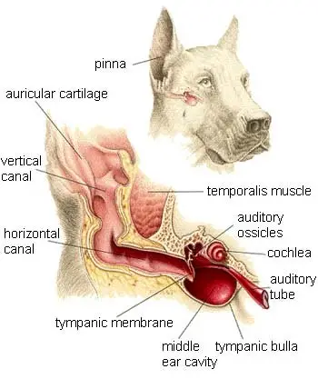 Understanding Dog Ear Mites and Over-the-Counter Treatments