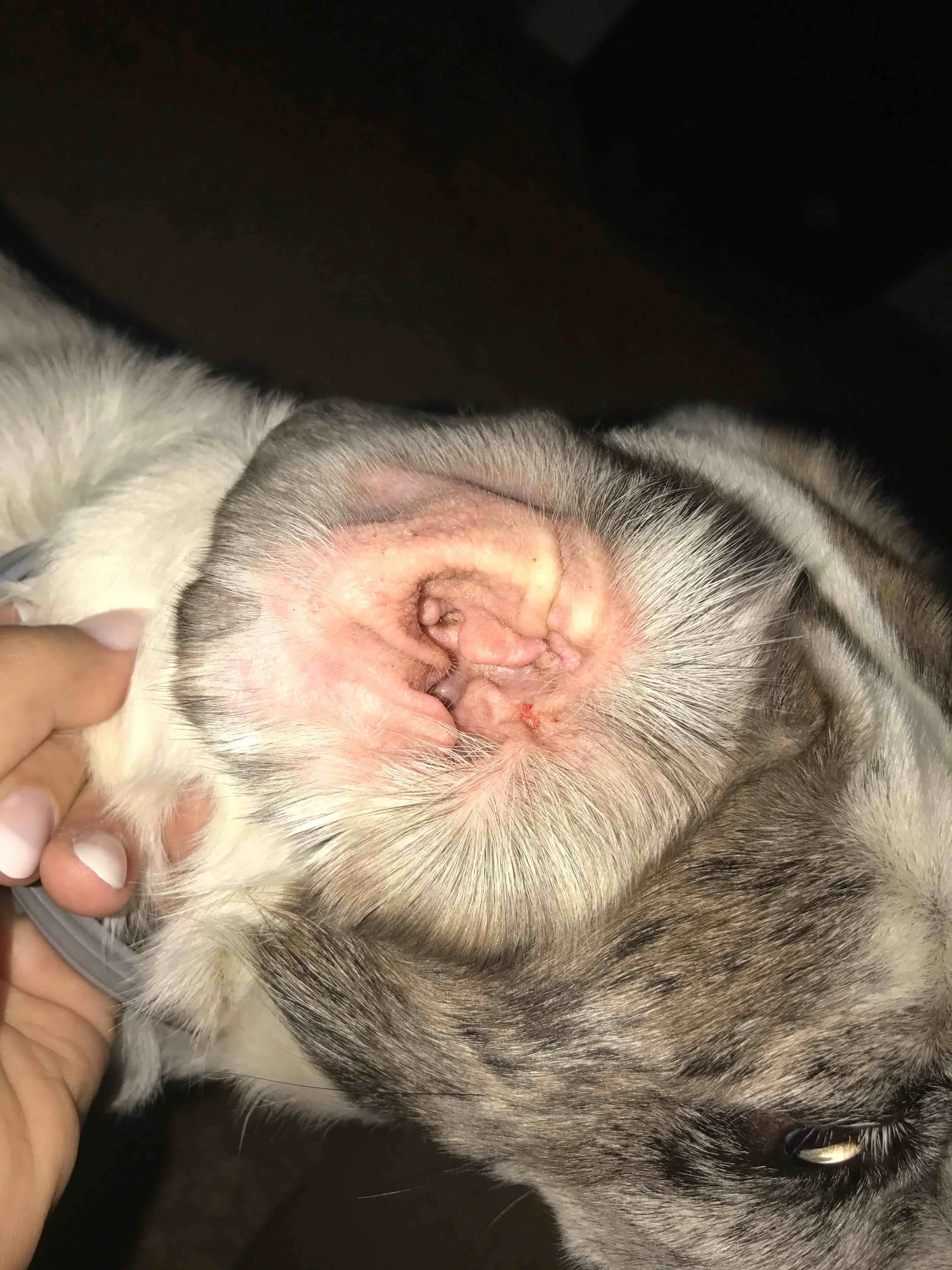 Understanding Dog Ear Mites and Over-the-Counter Treatments