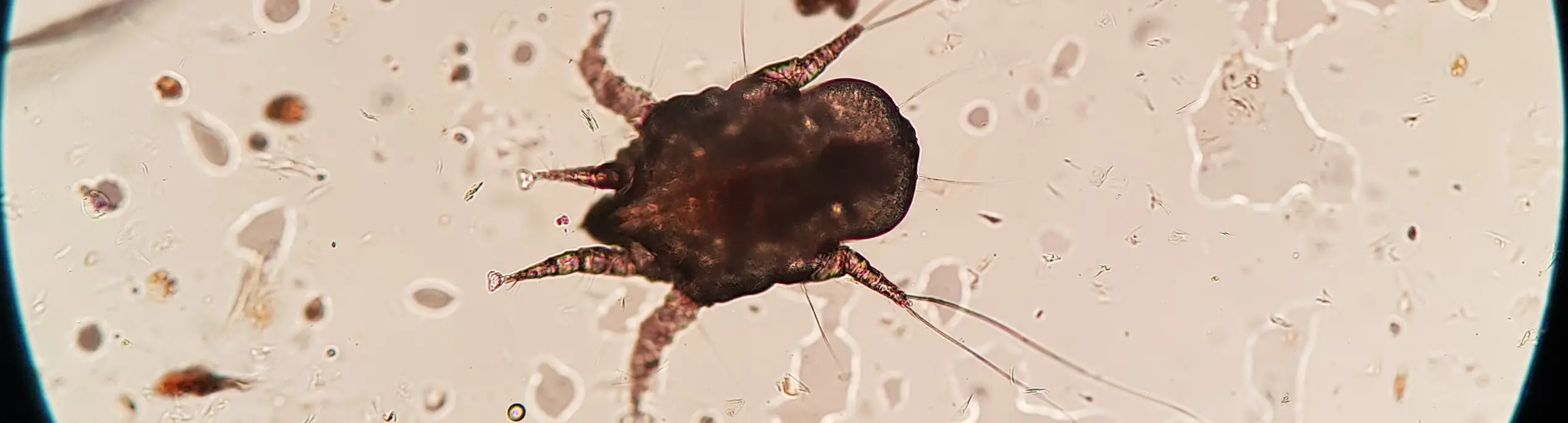 Understanding Dog Ear Mites and Over-the-Counter Treatments