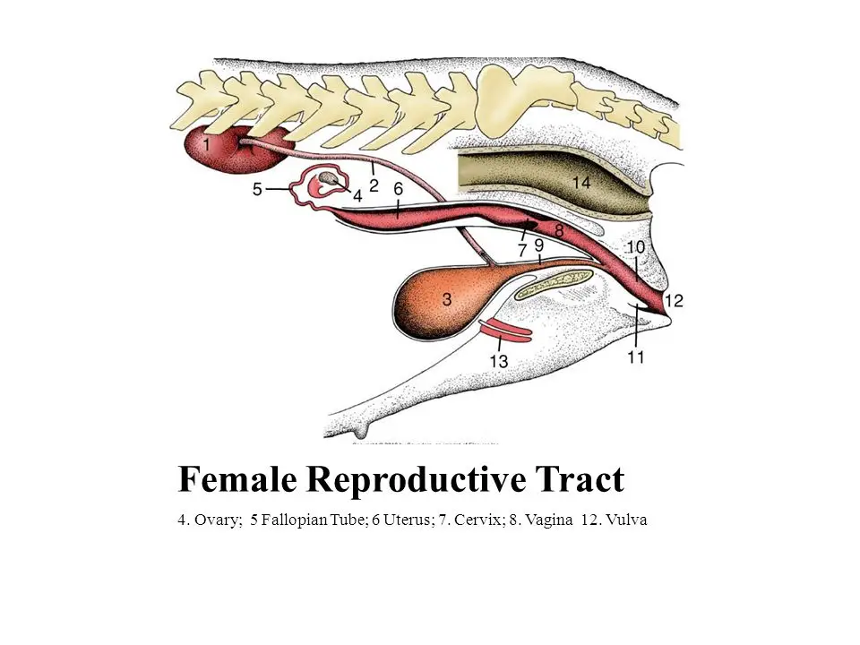The Reproductive System of the Female Dog Unveiling the Complexities of Canine Procreation