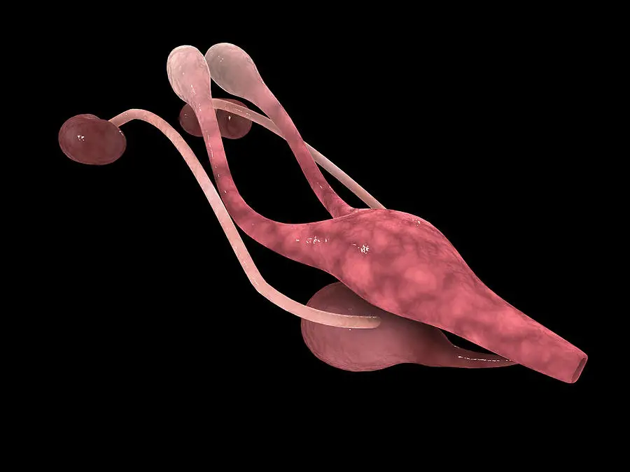 The Ovaries The Cradle of Life