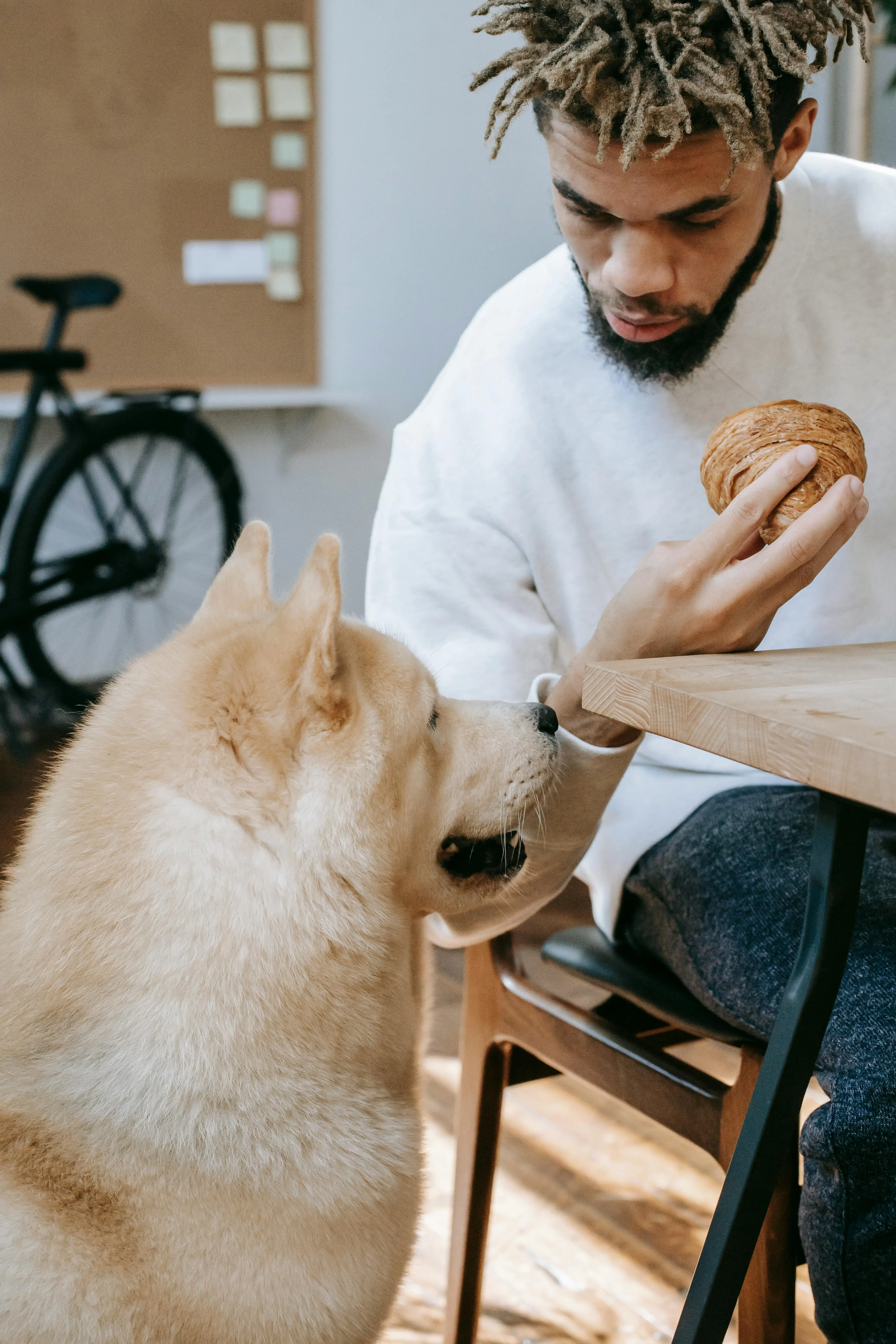 What to feed dog when out of food