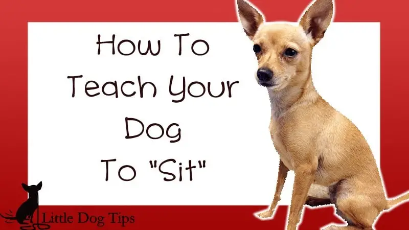 Teach my dog to sit