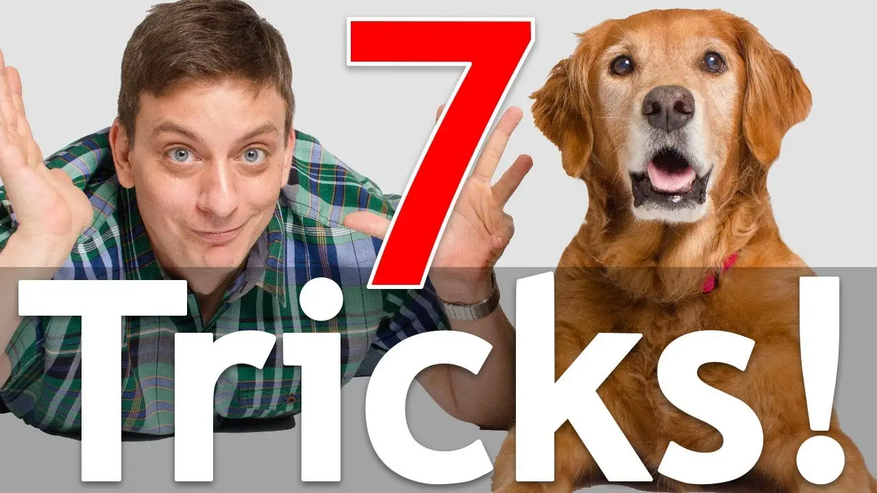 Basic Tricks to Teach Your Puppy