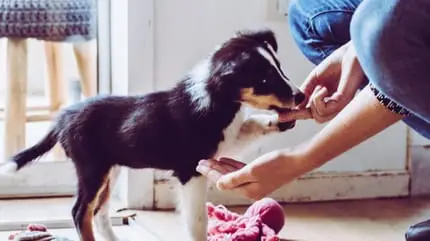 Basic Tricks to Teach Your Puppy