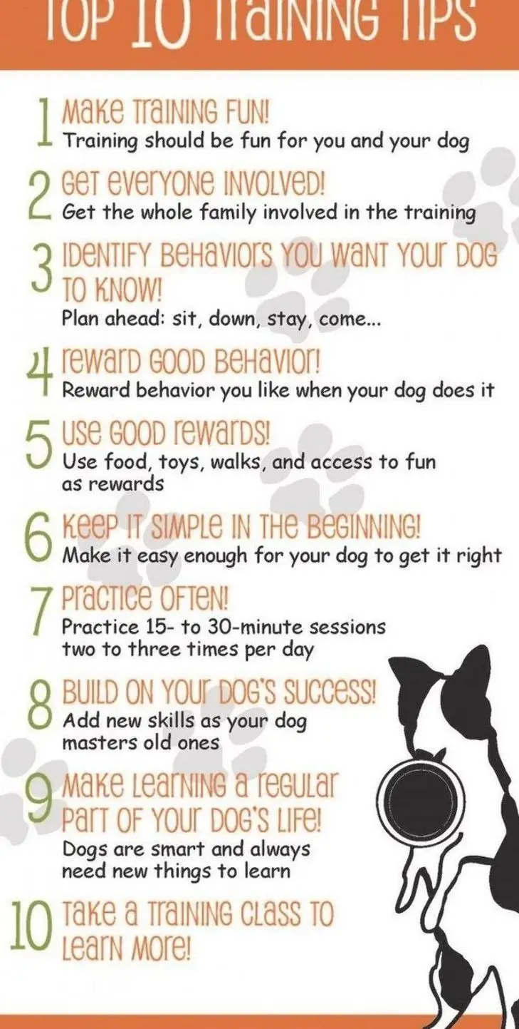 Basic Tricks to Teach Your Puppy