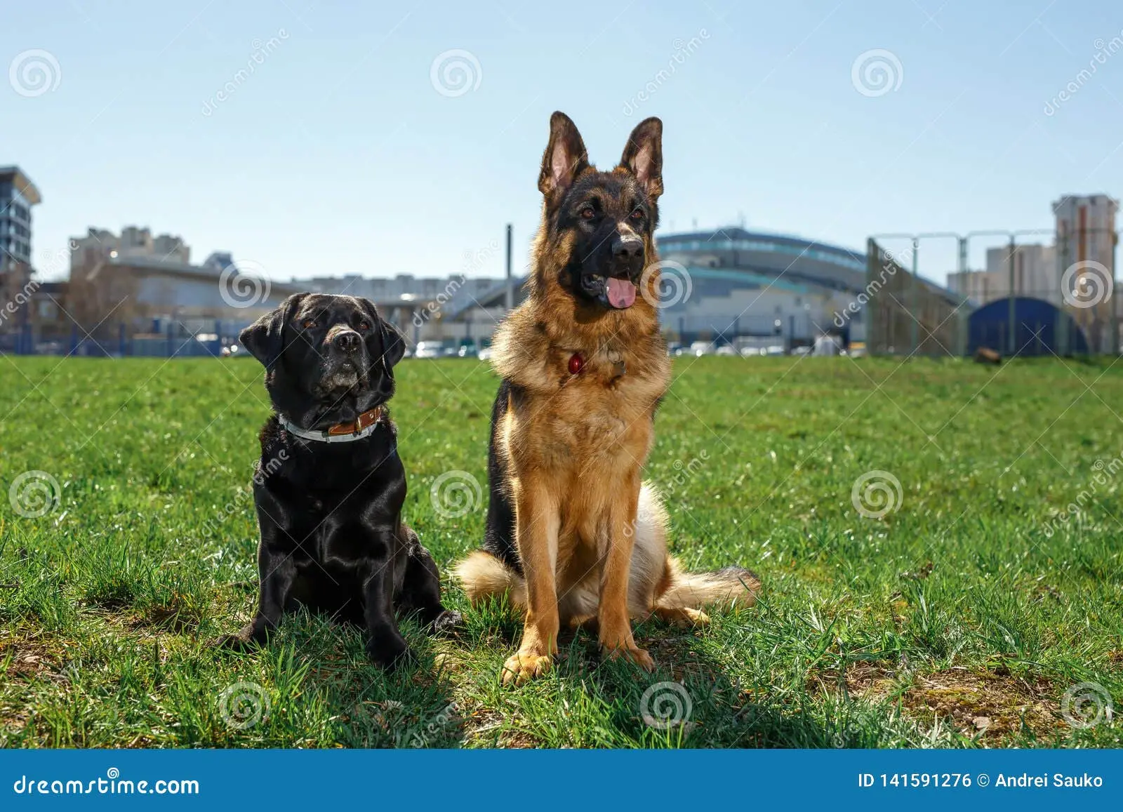 Sit in german dog command