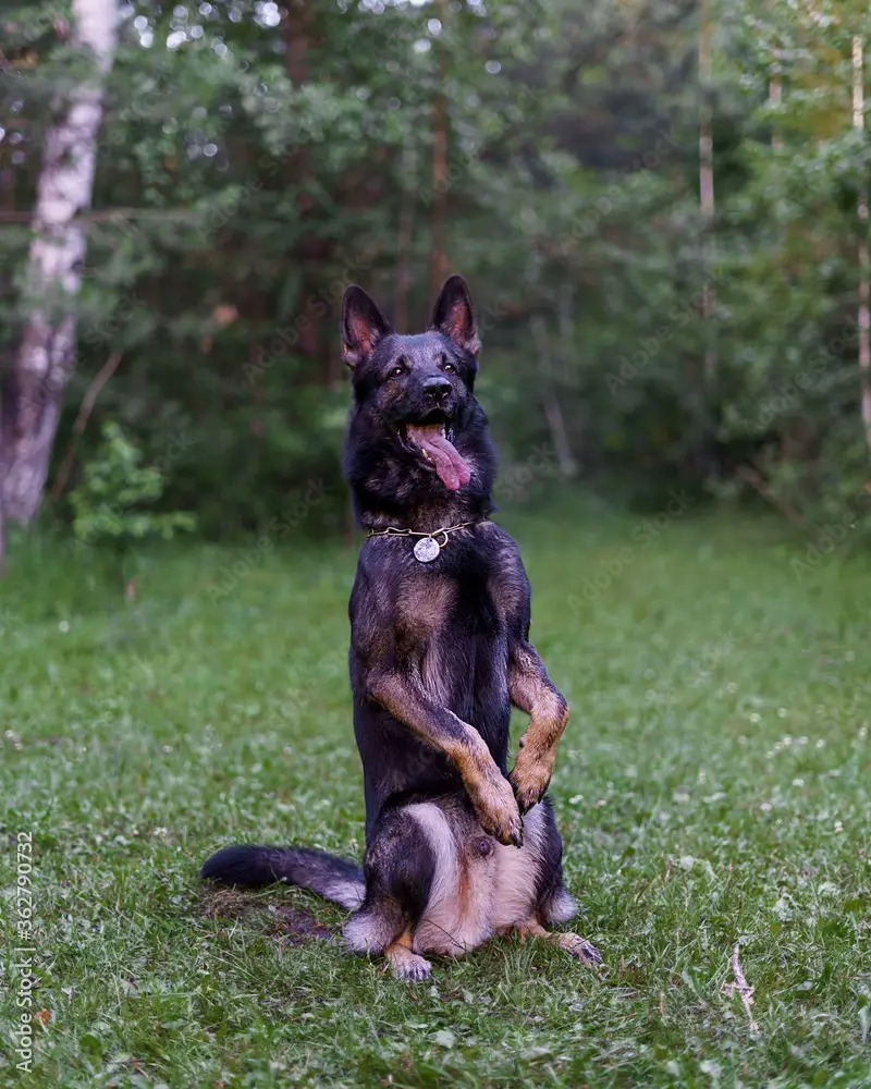 Sit in german dog command