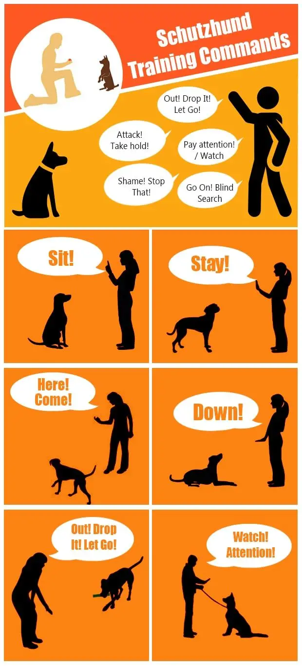 The 7 Basic Commands for a Dog
