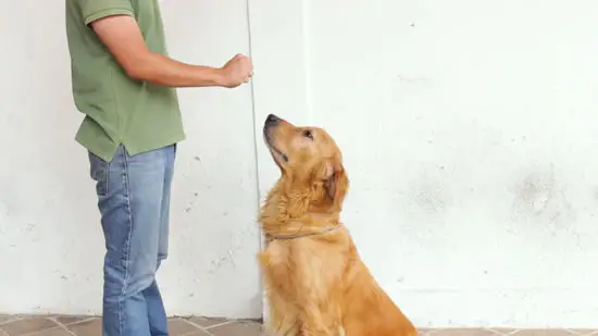 The 7 Basic Commands for a Dog The 7 Basic Commands for a Dog