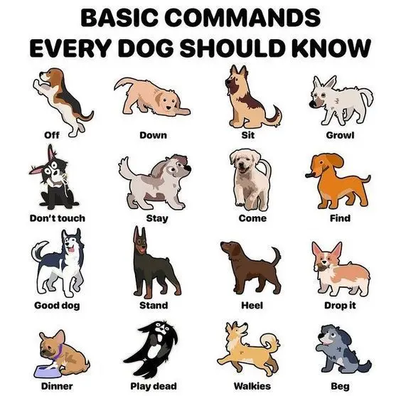The 7 Basic Commands for a Dog