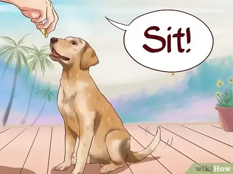 The 7 Basic Commands for a Dog